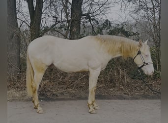 American Quarter Horse, Hengst, 2 Jaar, 147 cm, Perlino