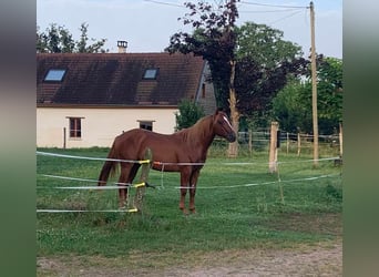 American Quarter Horse, Hengst, 2 Jaar, 147 cm, Vos