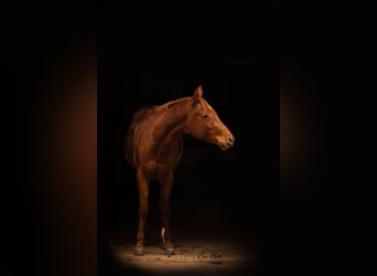 American Quarter Horse, Hengst, 2 Jaar, 148 cm, Donkere-vos