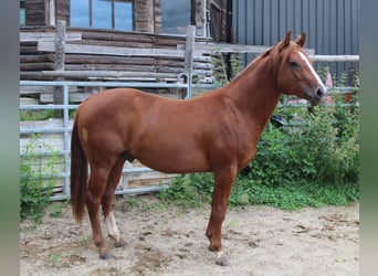 American Quarter Horse, Hengst, 2 Jaar, 148 cm, Donkere-vos