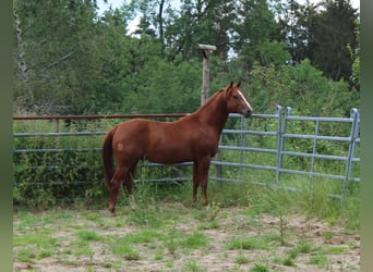 American Quarter Horse, Hengst, 2 Jaar, 148 cm, Donkere-vos