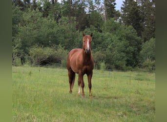 American Quarter Horse, Hengst, 2 Jaar, 148 cm, Donkere-vos