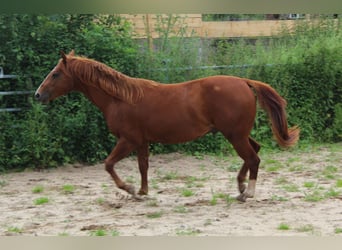 American Quarter Horse, Hengst, 2 Jaar, 148 cm, Donkere-vos