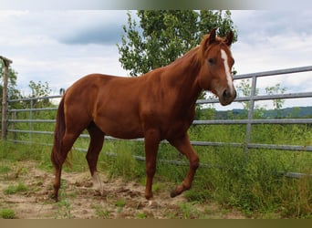 American Quarter Horse, Hengst, 2 Jaar, 148 cm, Donkere-vos