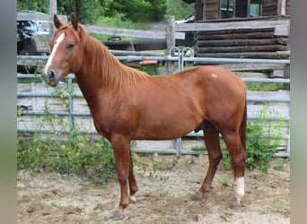American Quarter Horse, Hengst, 2 Jaar, 148 cm, Donkere-vos