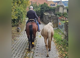 American Quarter Horse, Hengst, 2 Jaar, 148 cm, Palomino