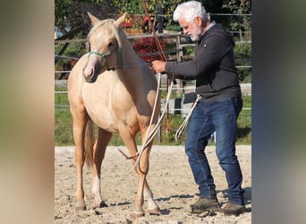 American Quarter Horse, Hengst, 2 Jaar, 148 cm, Palomino
