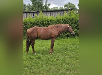 American Quarter Horse, Hengst, 2 Jaar, 148 cm, Vos