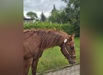 American Quarter Horse, Hengst, 2 Jaar, 148 cm, Vos