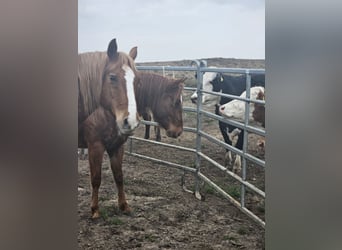 American Quarter Horse, Hengst, 2 Jaar, 148 cm, Vos