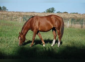 American Quarter Horse, Hengst, 2 Jaar, 148 cm, Vos