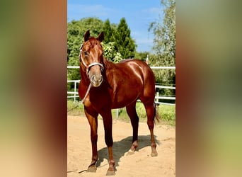 American Quarter Horse, Hengst, 2 Jaar, 148 cm, Vos