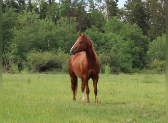 American Quarter Horse, Hengst, 2 Jaar, 148 cm, Vos