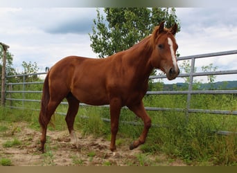 American Quarter Horse, Hengst, 2 Jaar, 148 cm, Vos