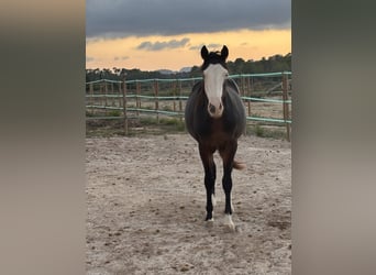 American Quarter Horse, Hengst, 2 Jaar, 148 cm, Zwartbruin
