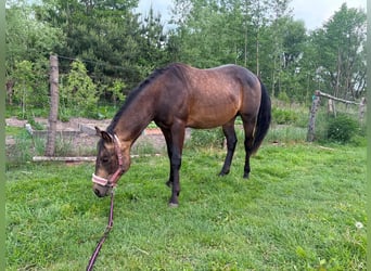 American Quarter Horse, Hengst, 2 Jaar, 149 cm, Buckskin