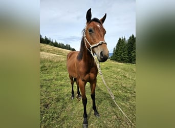 American Quarter Horse, Hengst, 2 Jaar, 150 cm, Brauner