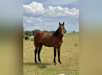 American Quarter Horse Mix, Hengst, 2 Jaar, 150 cm, Brauner