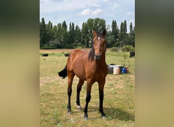 American Quarter Horse Mix, Hengst, 2 Jaar, 150 cm, Brauner