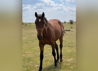 American Quarter Horse Mix, Hengst, 2 Jaar, 150 cm, Brauner