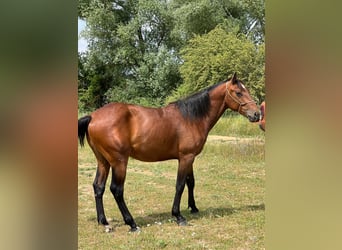 American Quarter Horse Mix, Hengst, 2 Jaar, 150 cm, Brauner