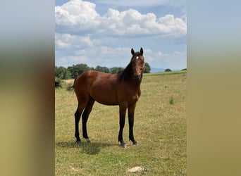 American Quarter Horse Mix, Hengst, 2 Jaar, 150 cm, Brauner