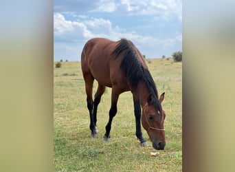 American Quarter Horse Mix, Hengst, 2 Jaar, 150 cm, Bruin