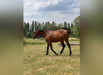 American Quarter Horse Mix, Hengst, 2 Jaar, 150 cm, Bruin