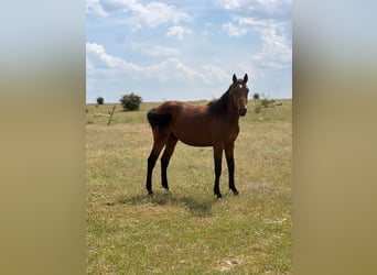 American Quarter Horse Mix, Hengst, 2 Jaar, 150 cm, Bruin