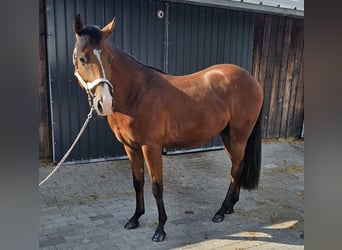 American Quarter Horse, Hengst, 2 Jaar, 150 cm, Bruin