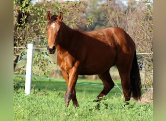 American Quarter Horse, Hengst, 2 Jaar, 150 cm, Bruin