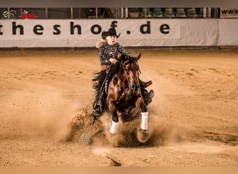 American Quarter Horse, Hengst, 2 Jaar, 150 cm, Bruin