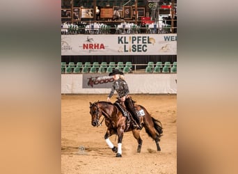 American Quarter Horse, Hengst, 2 Jaar, 150 cm, Bruin