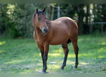 American Quarter Horse, Hengst, 2 Jaar, 150 cm, Bruin