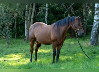 American Quarter Horse, Hengst, 2 Jaar, 150 cm, Bruin