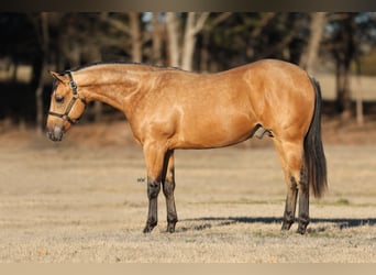 American Quarter Horse, Hengst, 2 Jaar, 150 cm, Buckskin