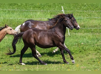 American Quarter Horse, Hengst, 2 Jaar, 150 cm, Buckskin