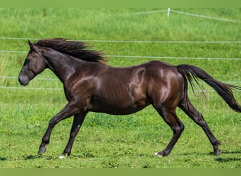 American Quarter Horse, Hengst, 2 Jaar, 150 cm, Buckskin