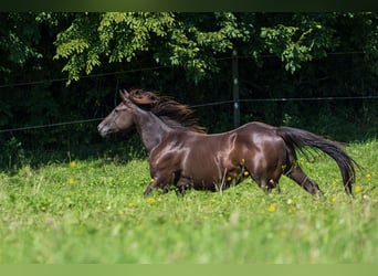 American Quarter Horse, Hengst, 2 Jaar, 150 cm, Buckskin