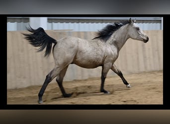 American Quarter Horse, Hengst, 2 Jaar, 150 cm, Buckskin