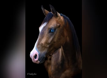 American Quarter Horse, Hengst, 2 Jaar, 150 cm, Buckskin