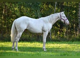 American Quarter Horse, Hengst, 2 Jaar, 150 cm, Cremello