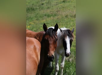 American Quarter Horse, Hengst, 2 Jaar, 150 cm, Donkerbruin