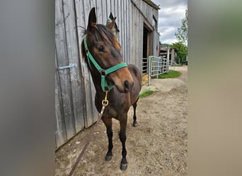 American Quarter Horse, Hengst, 2 Jaar, 150 cm, Donkerbruin