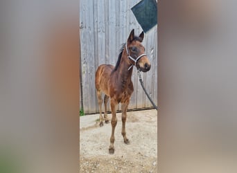 American Quarter Horse, Hengst, 2 Jaar, 150 cm, Donkerbruin