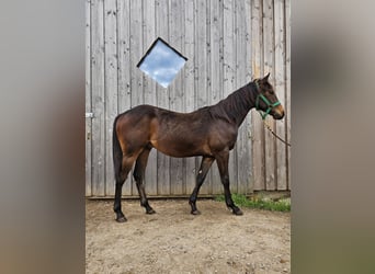 American Quarter Horse, Hengst, 2 Jaar, 150 cm, Donkerbruin