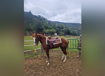 American Quarter Horse, Hengst, 2 Jaar, 150 cm, Donkere-vos