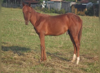 American Quarter Horse, Hengst, 2 Jaar, 150 cm, Donkere-vos