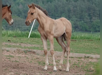 American Quarter Horse, Hengst, 2 Jaar, 150 cm, Falbe