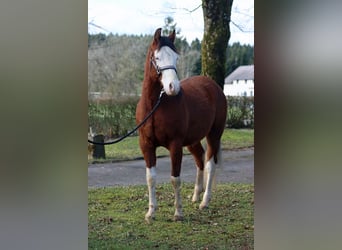 American Quarter Horse, Hengst, 2 Jaar, 150 cm, Overo-alle-kleuren